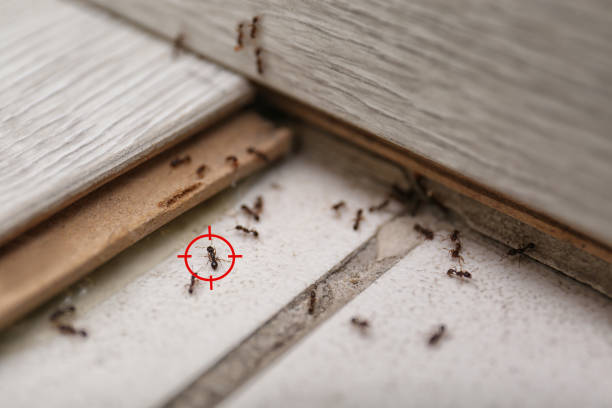 Best Pest Removal Services  in Piru, CA