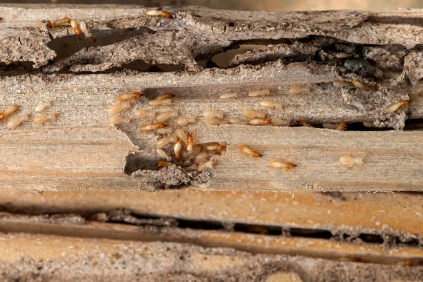 Best Affordable Pest Control Services  in Piru, CA