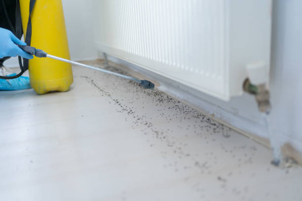 Best Local Pest Control Services  in Piru, CA