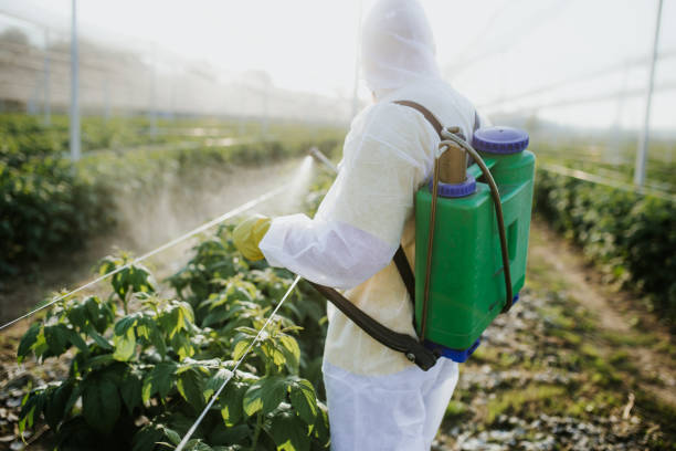 Best Termite Control Services  in Piru, CA